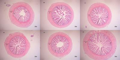 Effects of mulberry leaf extract on the intestinal health of spotted sea bass (Lateolabrax maculatus)